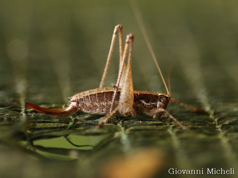 Yersinella raymondii (Tettigoniidae)